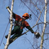 Baumpflegearbeiten Baumpflegearbeiten